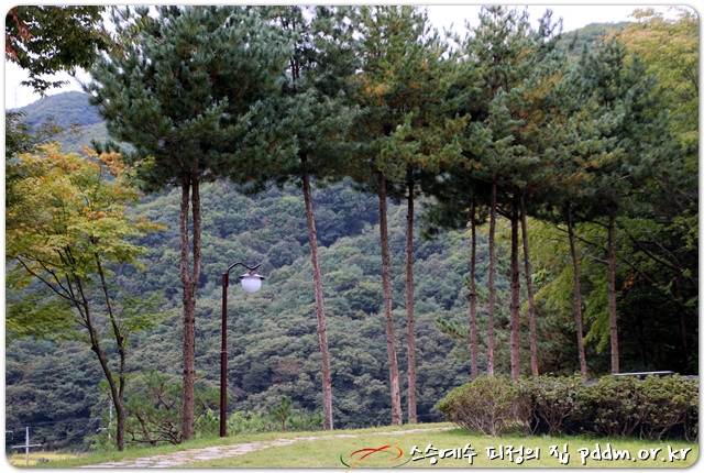 작은 나무들이 훌쩍 컸네요...