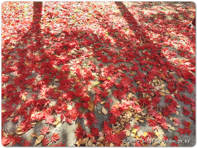 여주 피정의 집의 깊은 가을 풍경