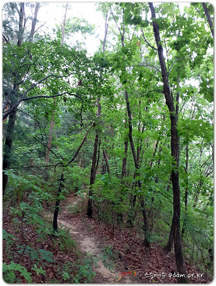 숲속아, 주님을 찬미하여라!